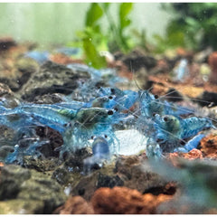 Blue Jelly Cherry Shrimp