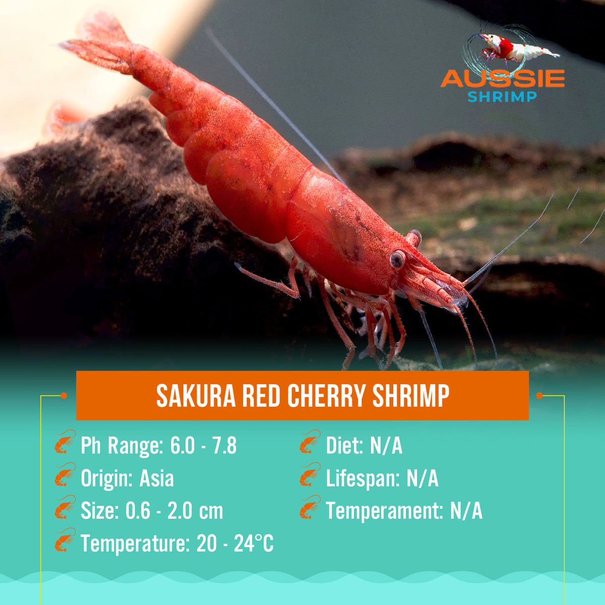 Sakura Red Cherry Shrimp