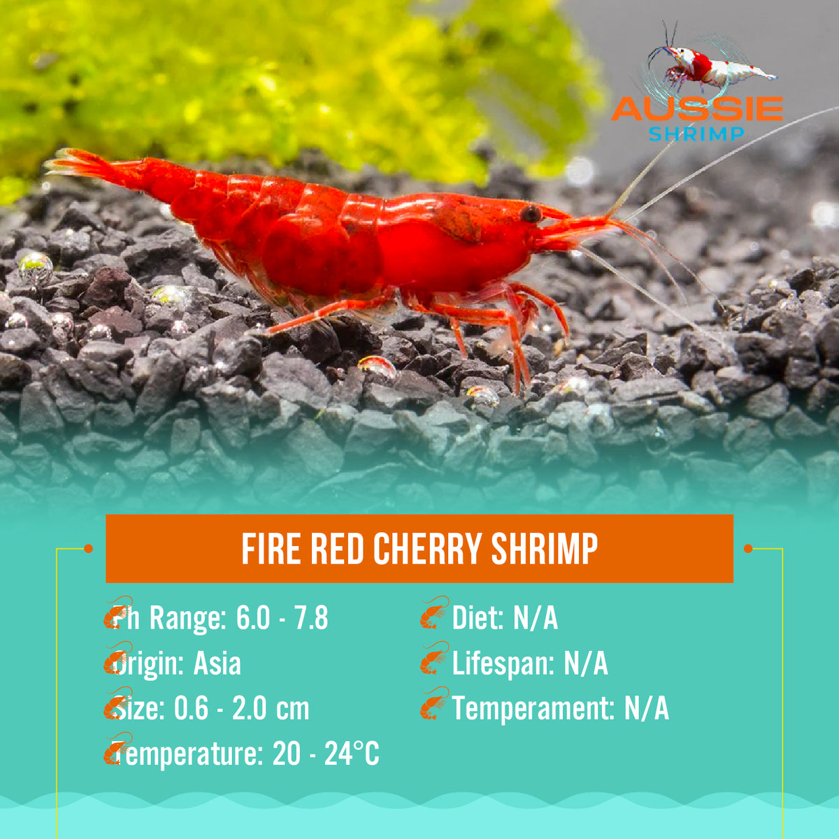 Fire Red Cherry Shrimp