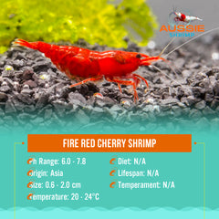 Fire Red Cherry Shrimp