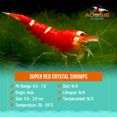 Super Red Crystal Shrimps