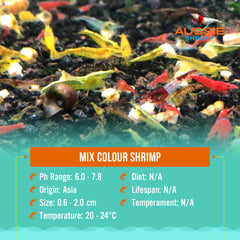 Mix colours shrimps