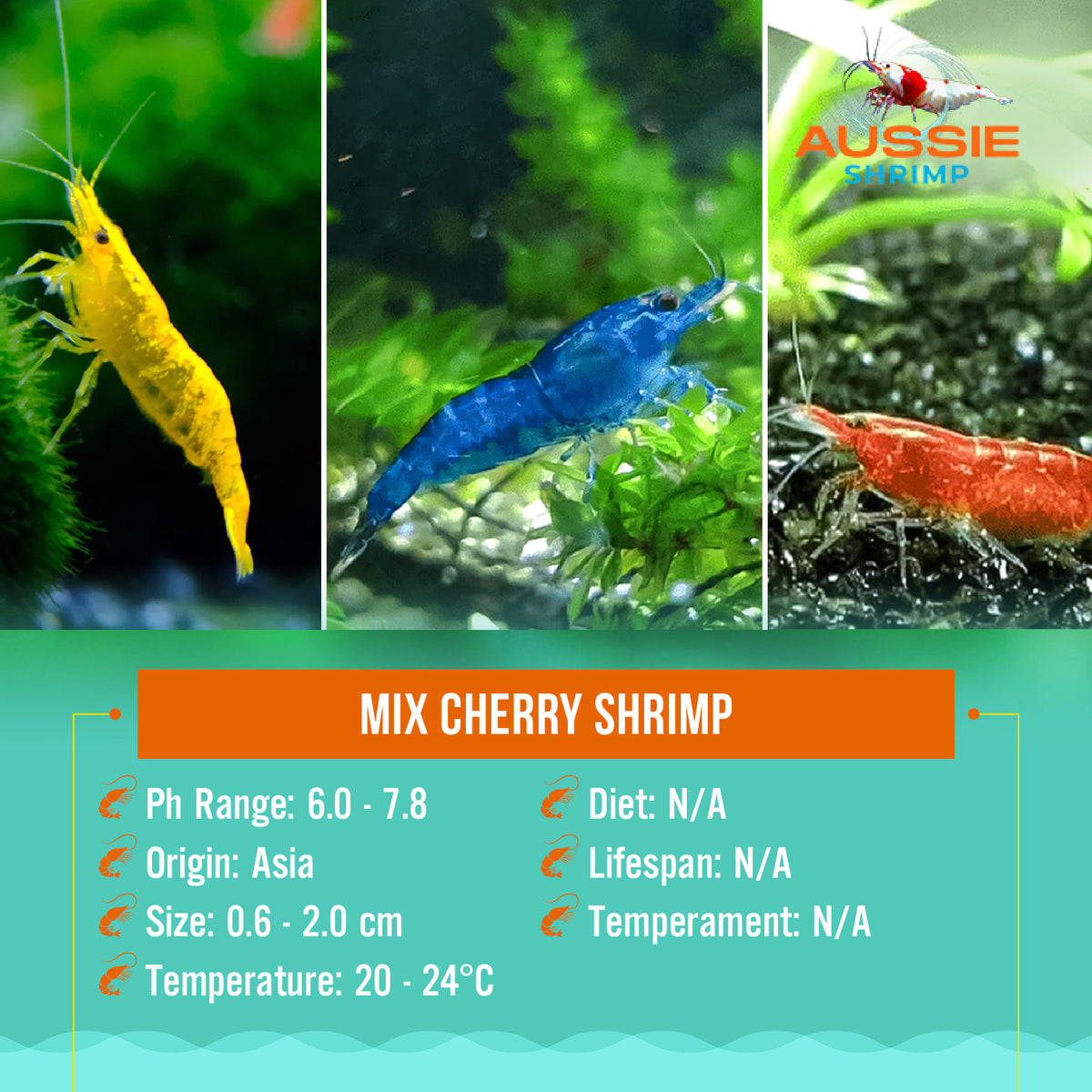 Mix Cherry Shrimp