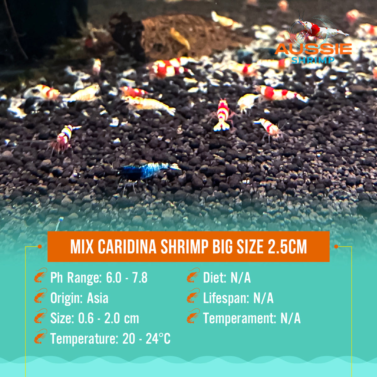 Mix caridinas Shrimp 1cm