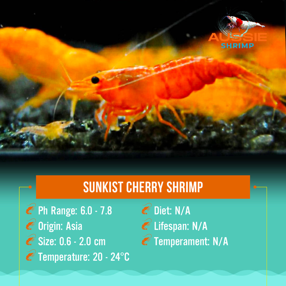 Sunkist Cherry Shrimp