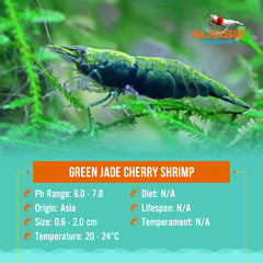 Green Jade Cherry Shrimp - Rare 0.8-1cm