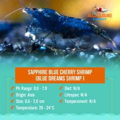 Sapphire Blue Cherry Shrimp - (Blue Dreams Shrimp )