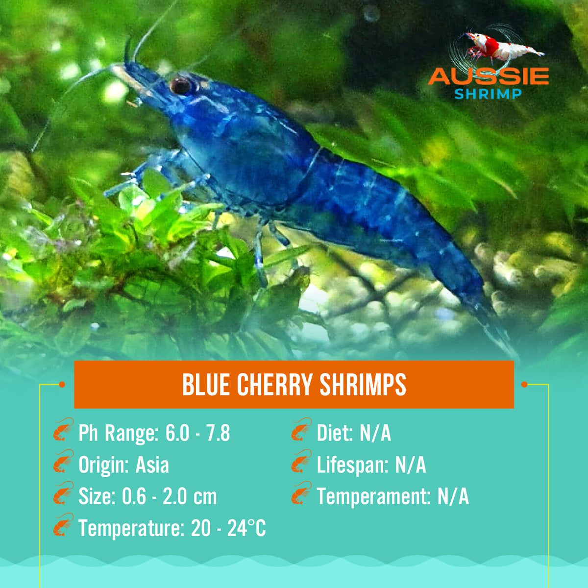 Blue Cherry Shrimps