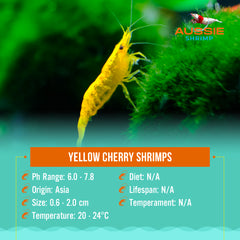 Yellow Cherry Shrimp