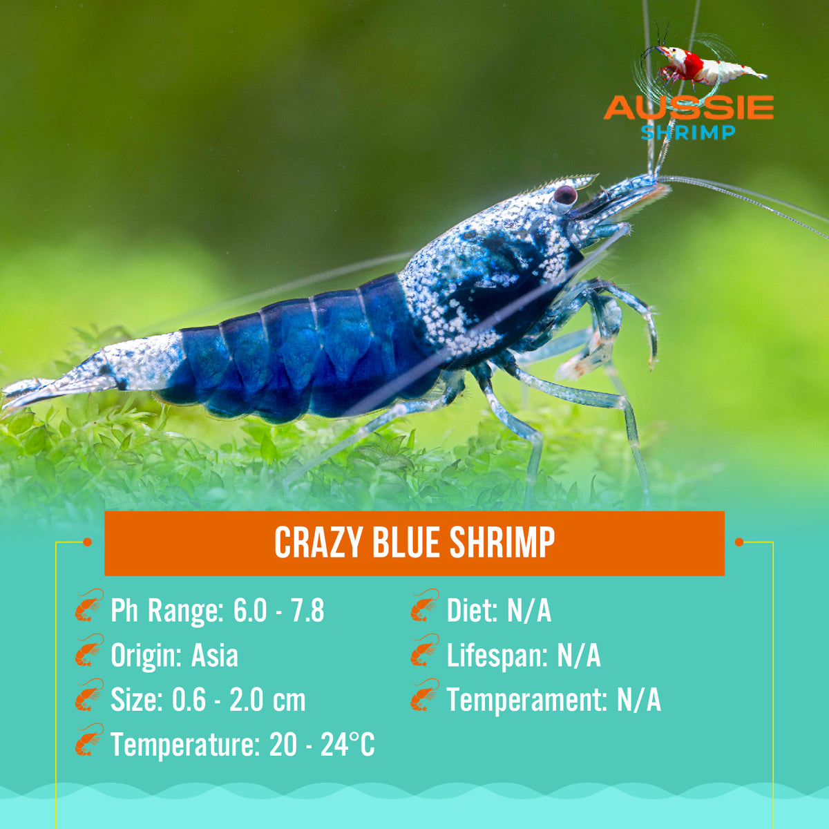 Crazy Blue Shrimp