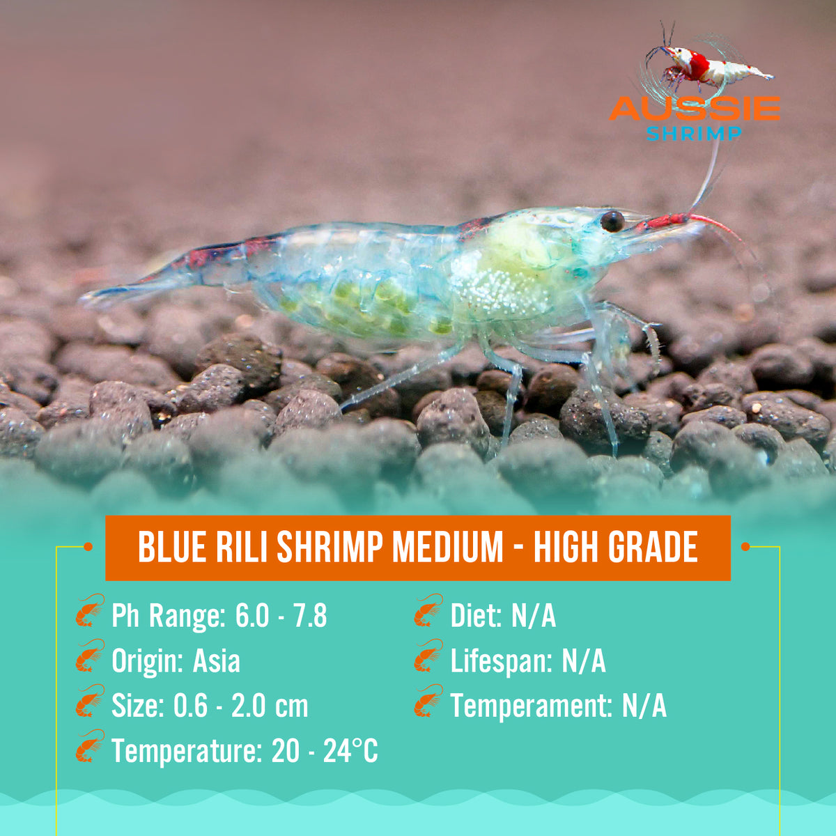 Blue Rili Shrimp Medium - High Grade