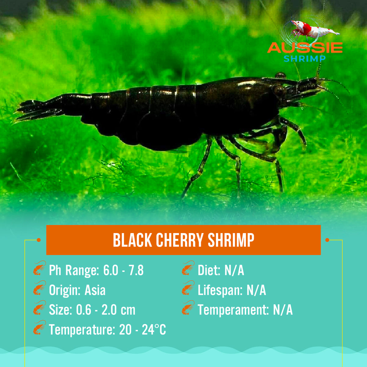 Black Cherry Shrimp