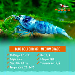 Blue Bolt Shrimp - Medium Grade