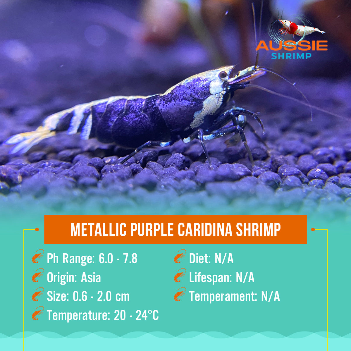 Metalic Purple Caridina Shrimp