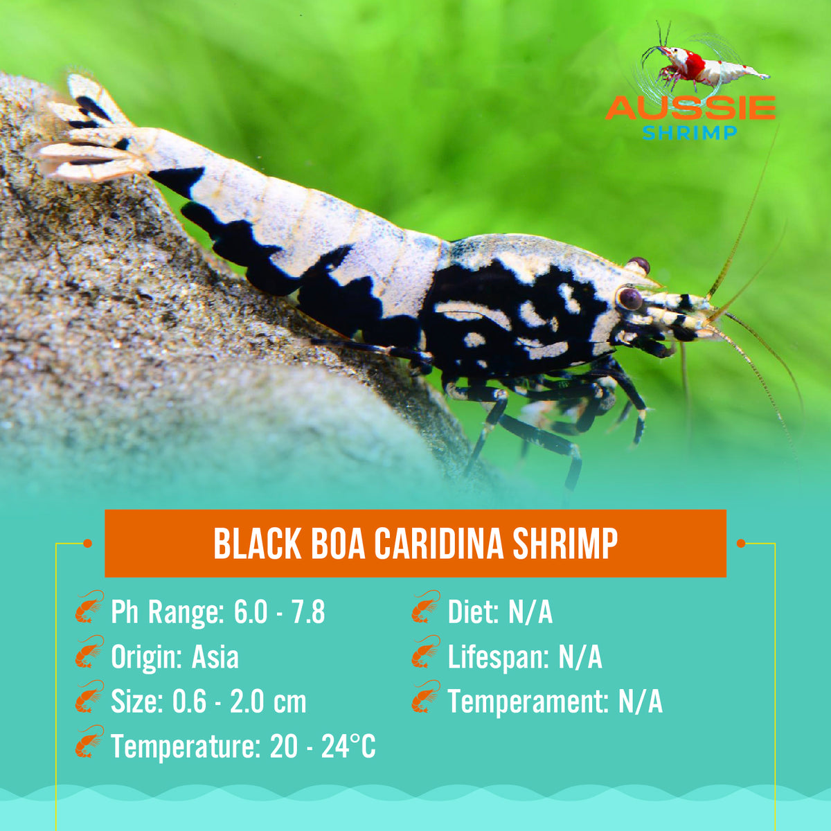 Black BOA Caridina Shrimp