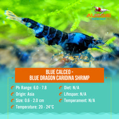 Blue Calceo - Blue Dragon Caridina Shrimp