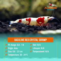 Backline Red Crystal Shrimp