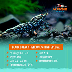 Black galaxy fishbone shrimp Special