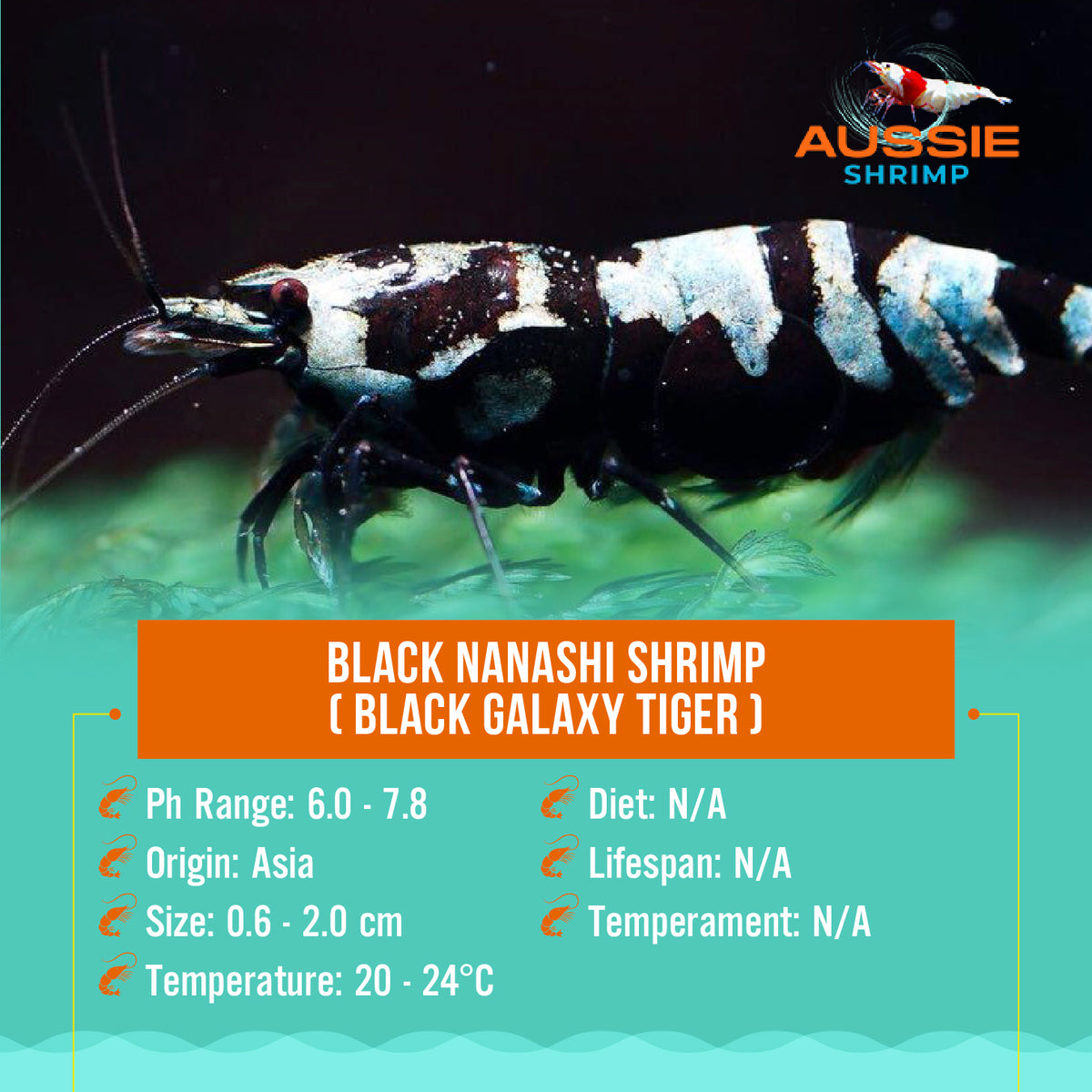 Black Nanashi Shrimp ( Black Galaxy Tiger )