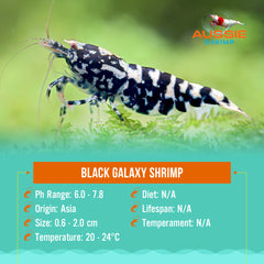 Black galaxy shrimp Medium - High Grade