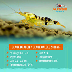 Black Dragon / Black Calceo Shrimp