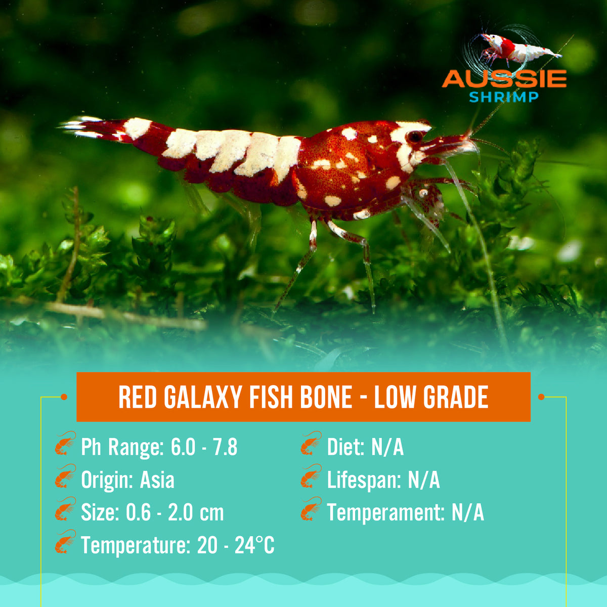 Red Galaxy Fish Bone Medium Grade