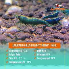 Emerald Green Cherry Shrimp - Rare