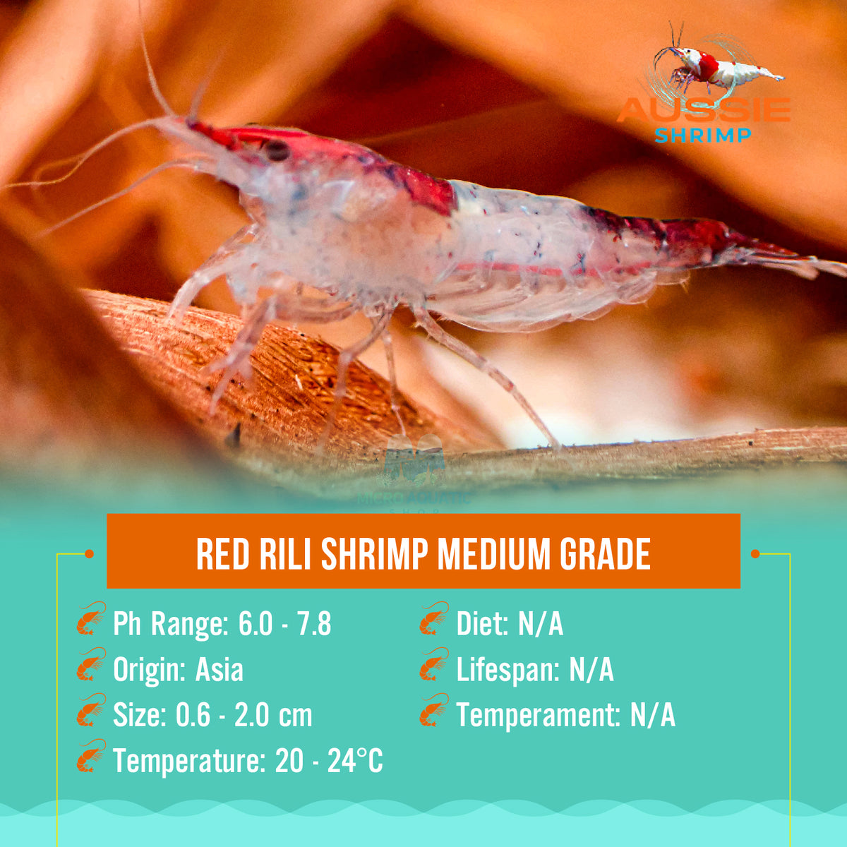 Red Rili Shrimp