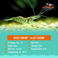 Ghost Shrimp | Glass Shrimp