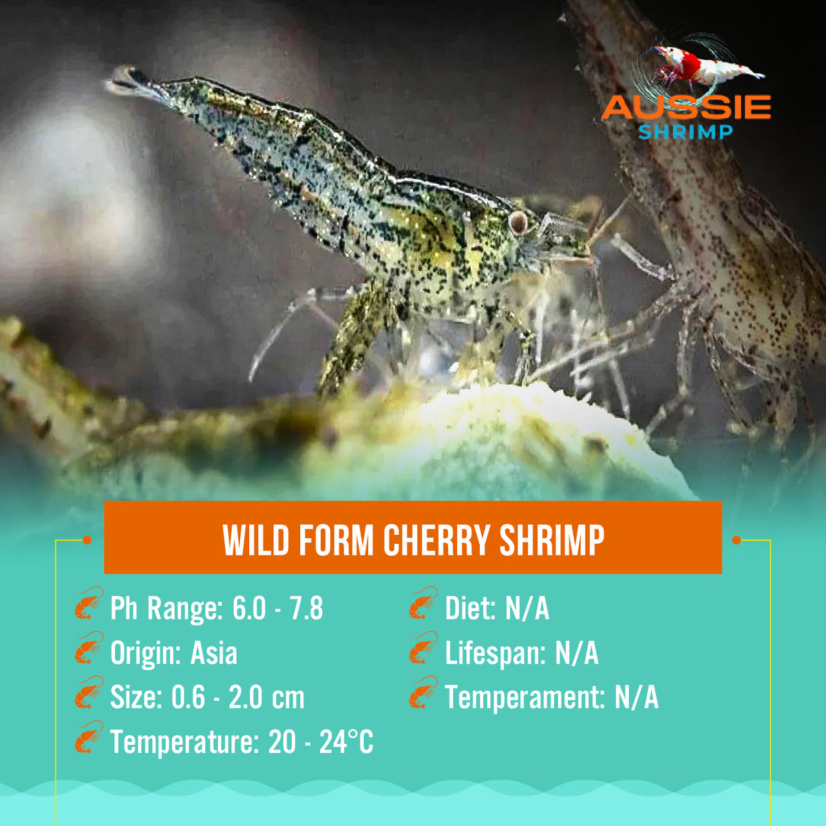 Wild Form Cherry Shrimp