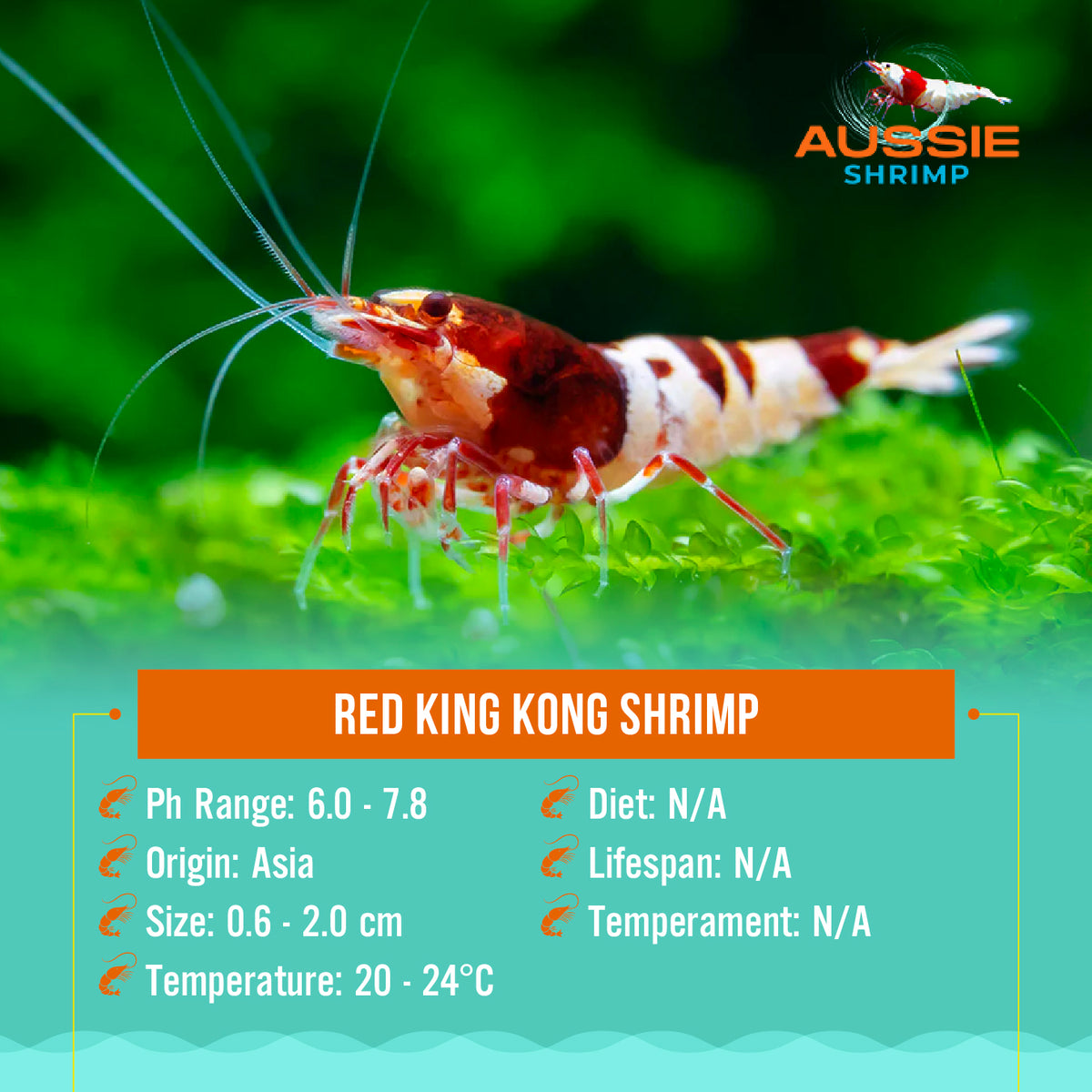 Red  King Kong Shrimp