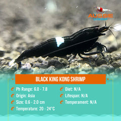 Flash Sale Black King Kong Shrimp