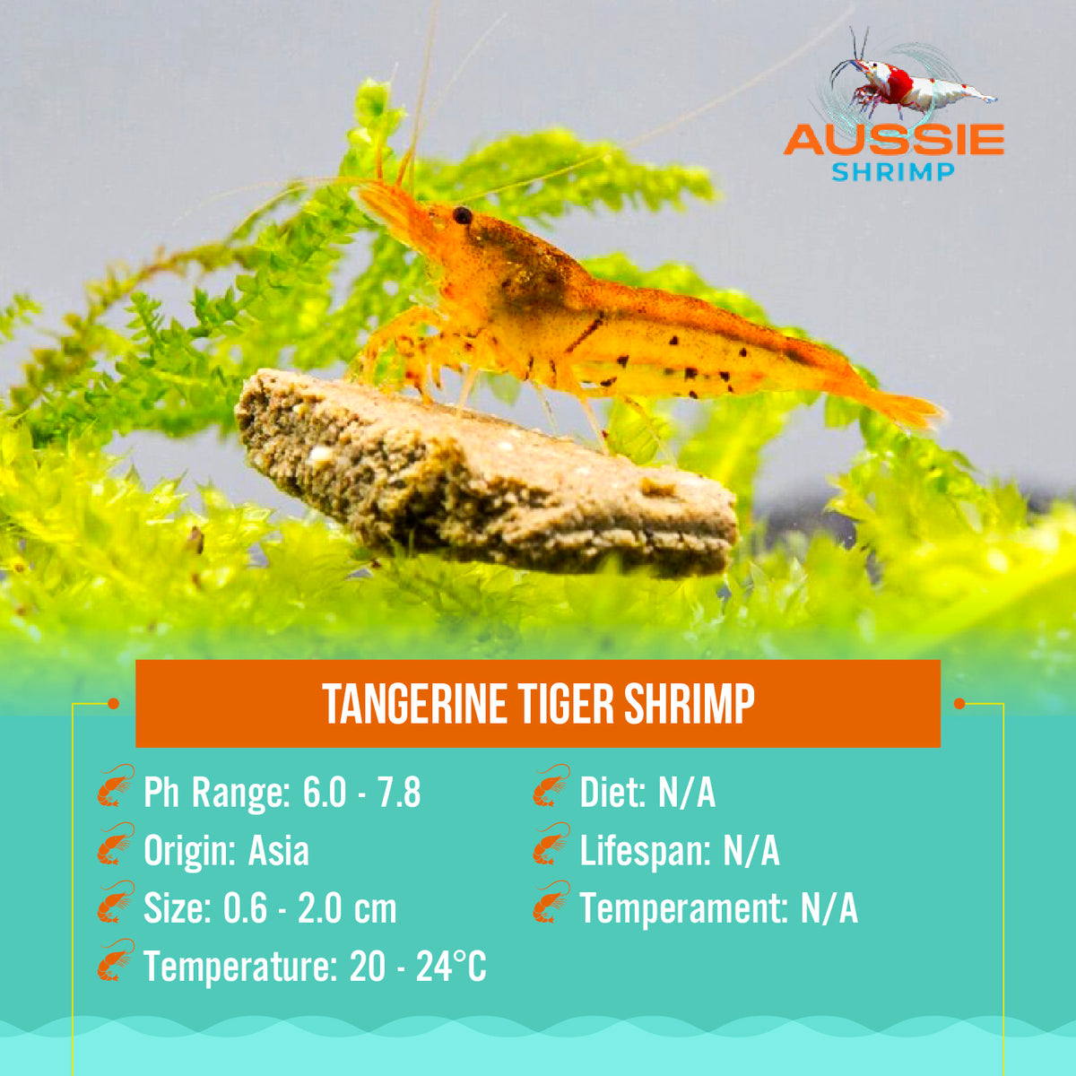 Tangerine Tiger Shrimp