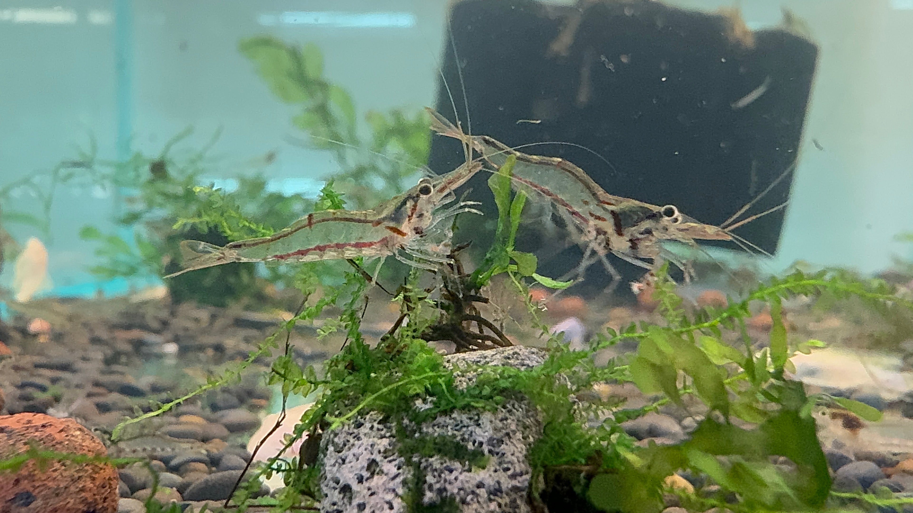 *NEW* NQ Algae Eating Shrimp