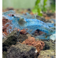 Blue Jelly Cherry Shrimp