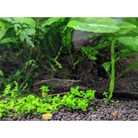 Bulk Buy Special Australian Amano Shrimp (ULTRA RARE)