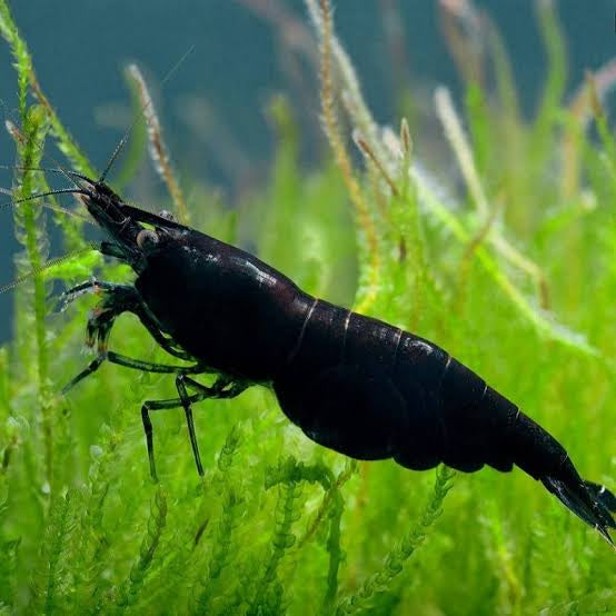 Black Cherry Shrimp