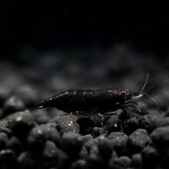 Black Cherry Shrimp