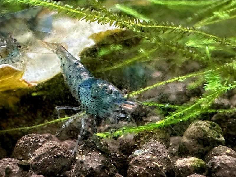 Aura Blue Tiger Shrimp