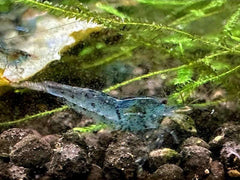 Aura Blue Tiger Shrimp