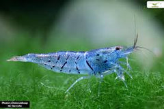 Aura Blue Tiger Shrimp