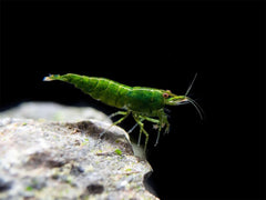 Green Jade Cherry Shrimp