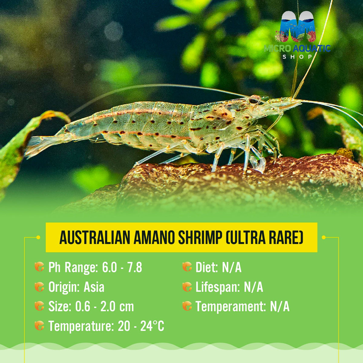 Bulk Buy Special Australian Amano Shrimp (ULTRA RARE)