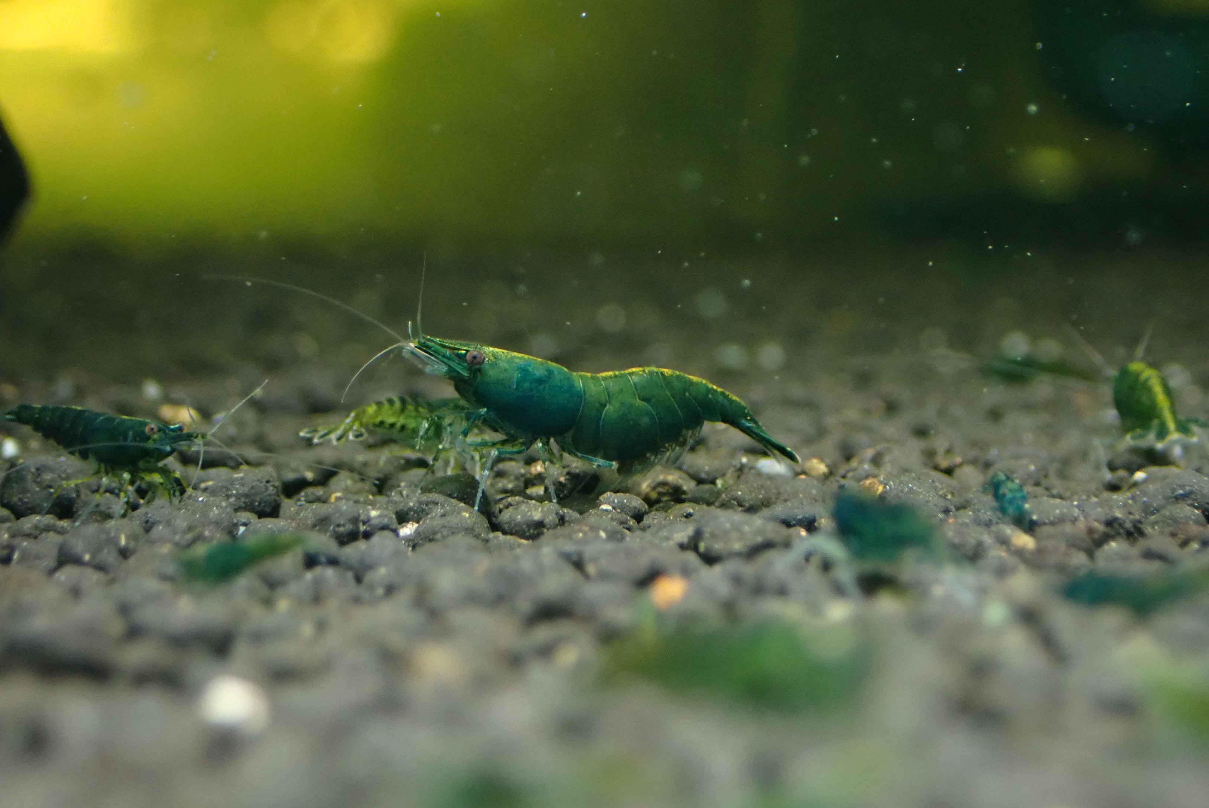 Green Jade Cherry Shrimp