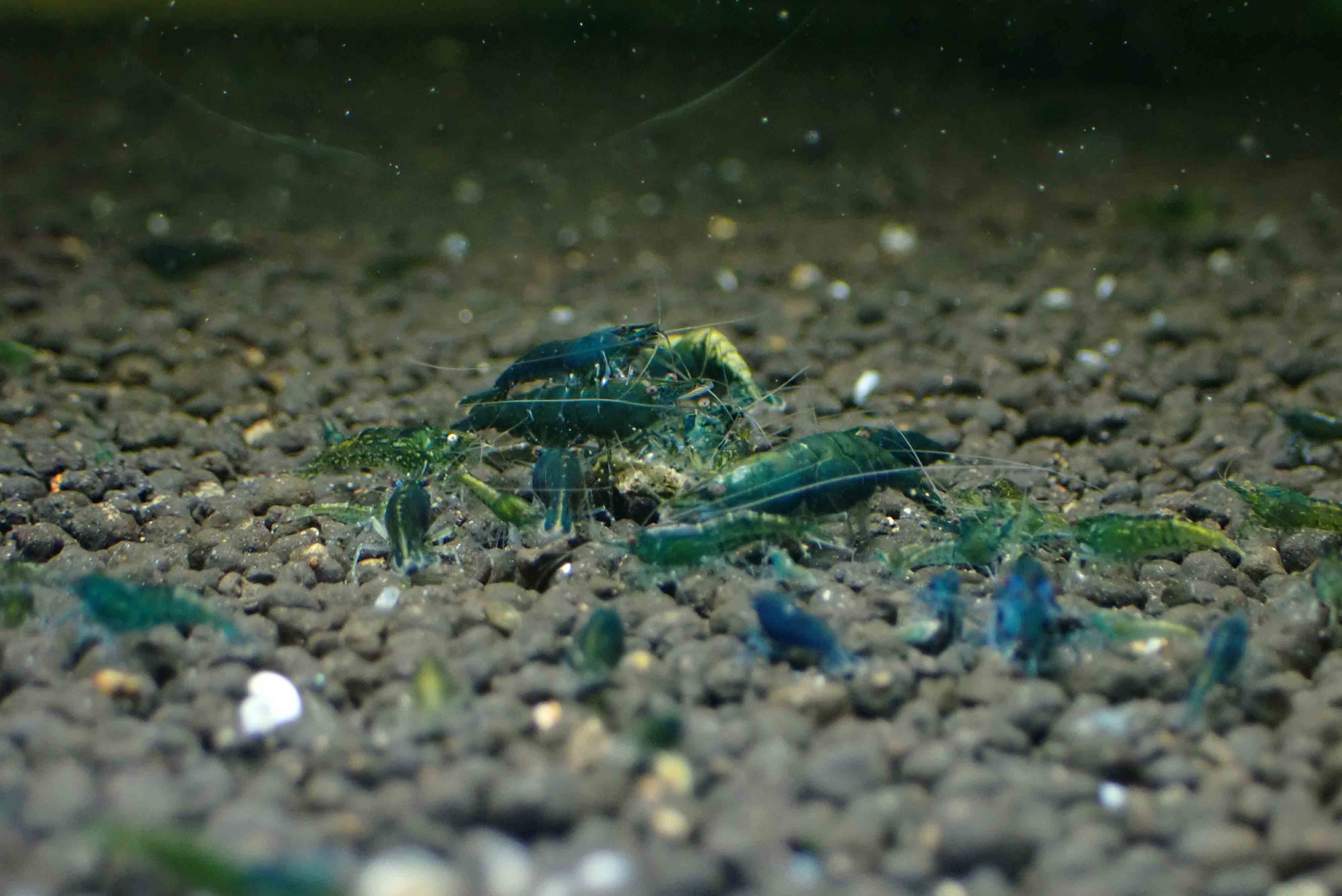 Green Jade Cherry Shrimp