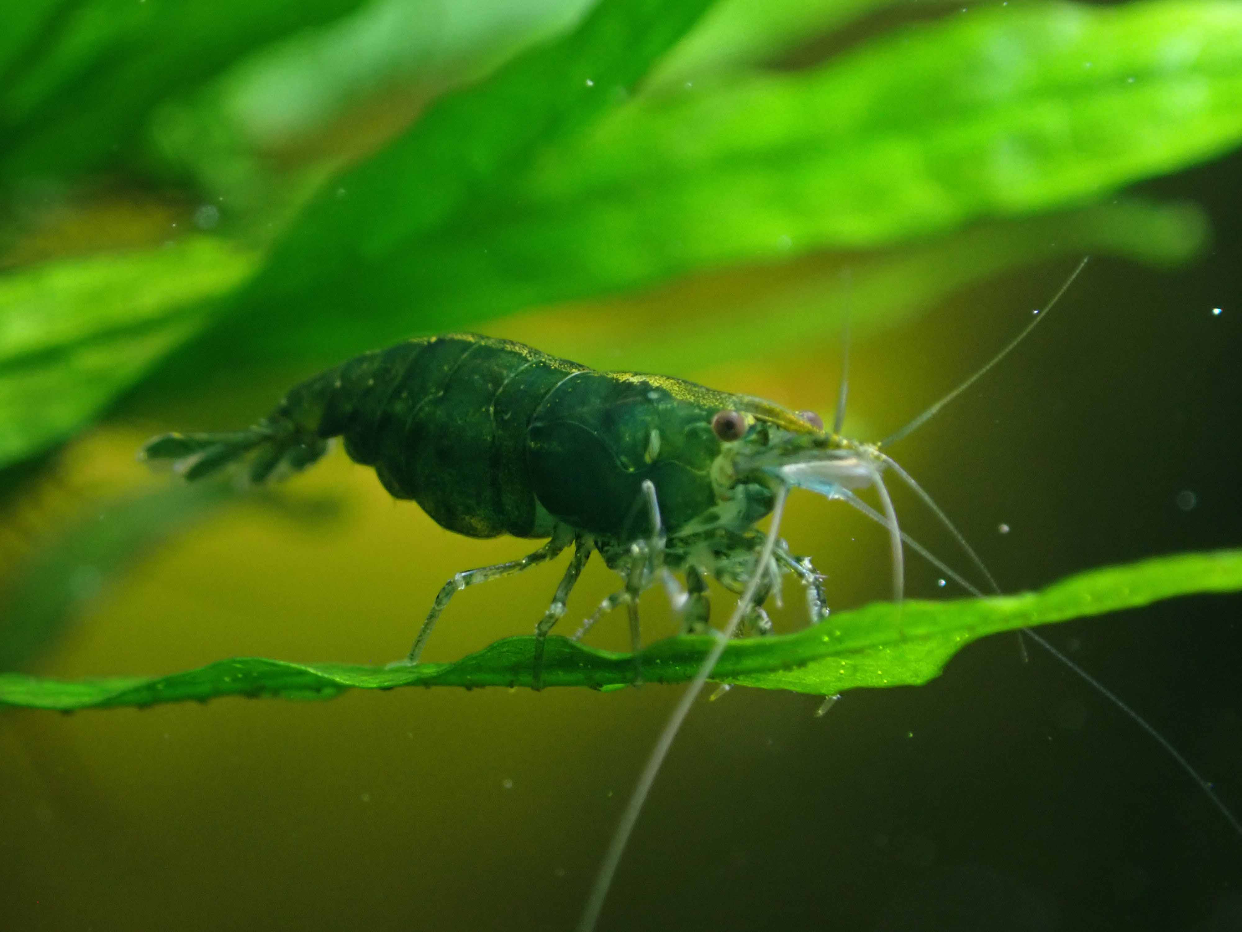 Green Jade Cherry Shrimp