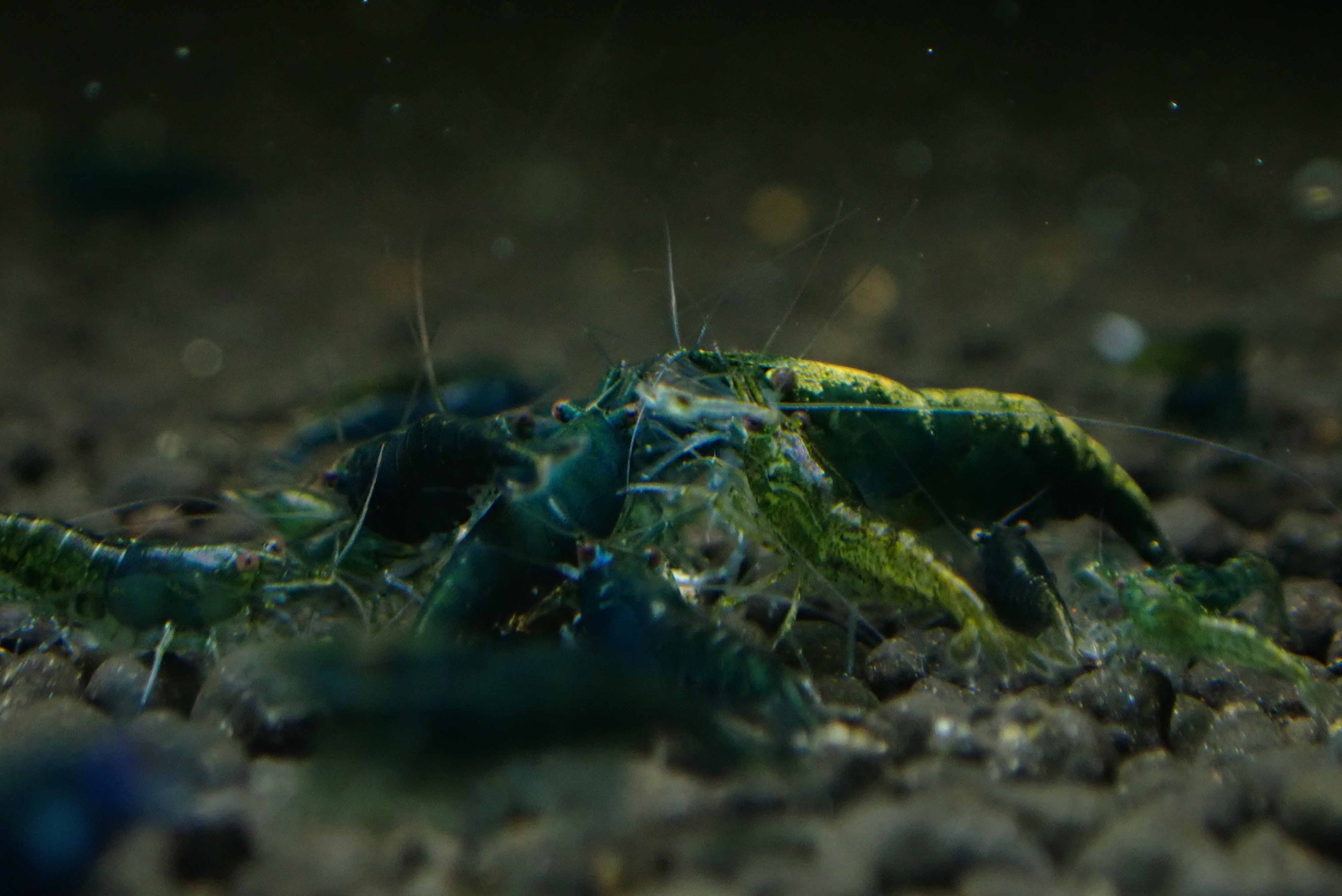 Green Jade Cherry Shrimp