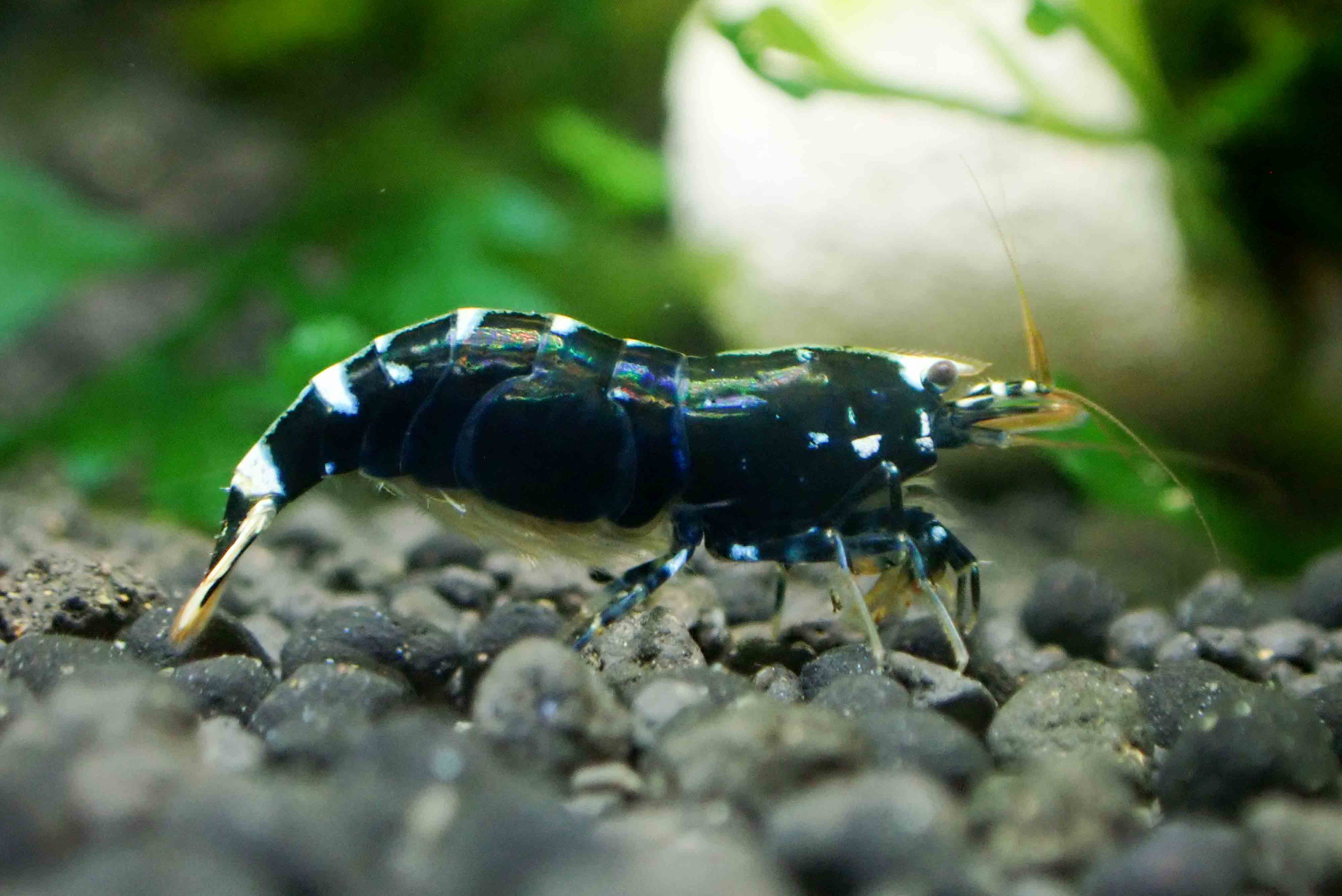 Flash Sale Black King Kong Shrimp