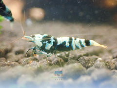 Advanced Nanashi Shrimp - Blue Galaxy Tiger