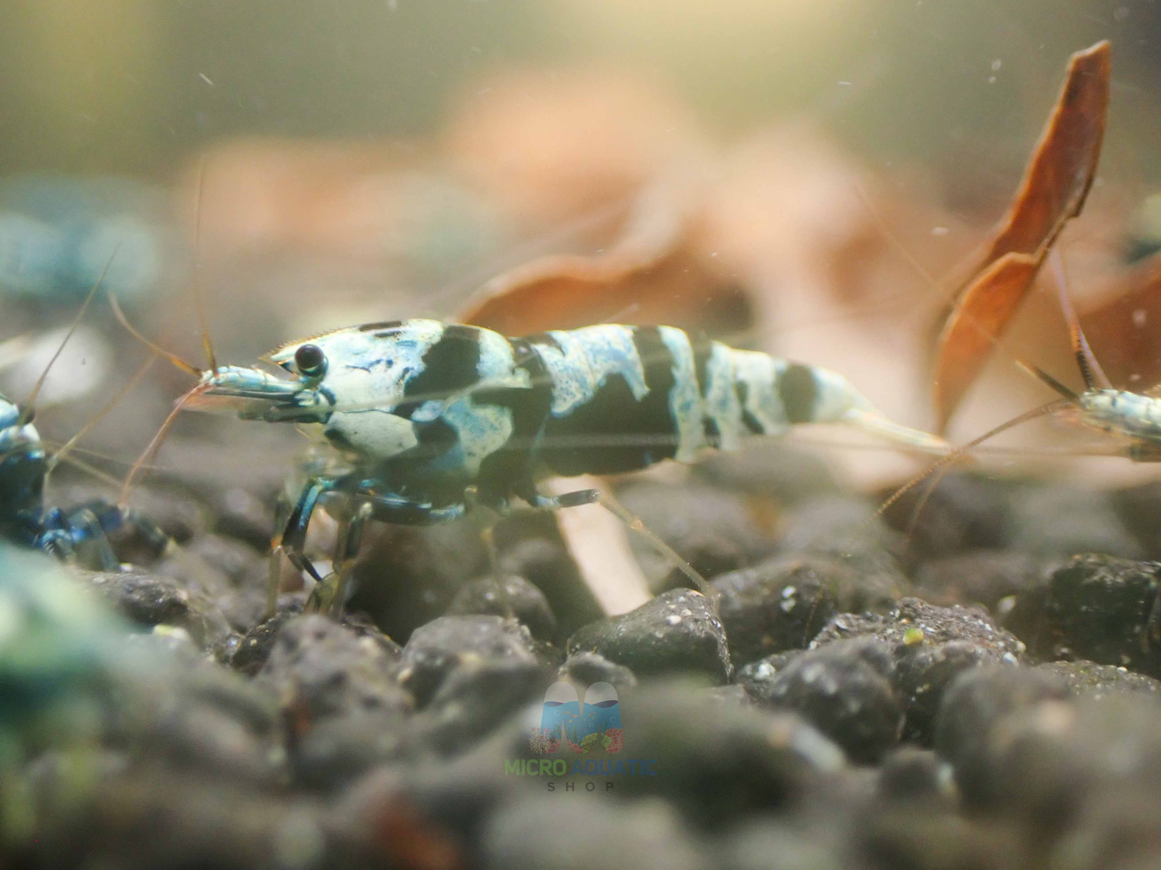 Advanced Nanashi Shrimp - Blue Galaxy Tiger